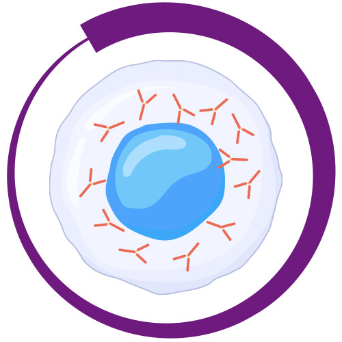 b cell photo